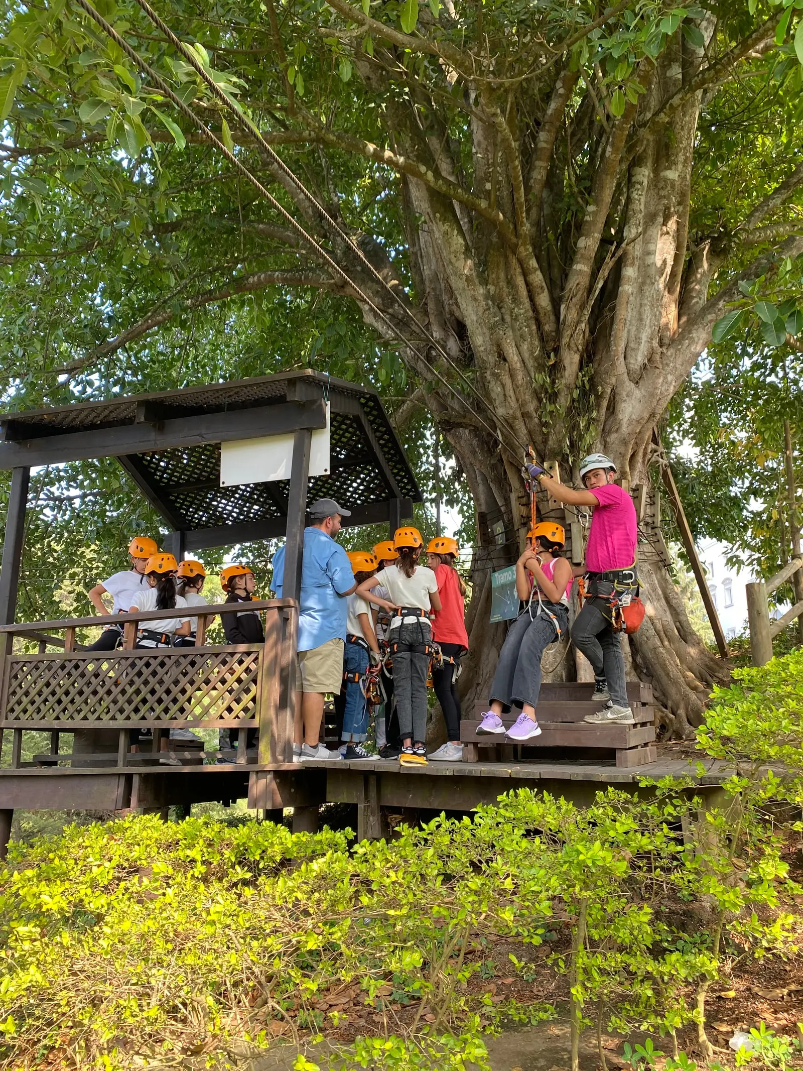 Zipline launch platform under a giant tree, with a group in orange helmets waiting their turn